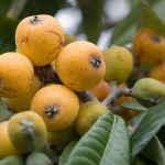 Maltese plum – Japanese medlar-  Loquat – 枇杷 – níspero