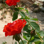 Hoa Hồng Rosa Rosaceae