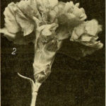 Image from page 1263 of “The American florist : a weekly journal for the trade” (1885)